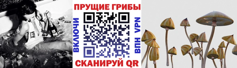 Галлюциногенные грибы Psilocybine cubensis  Купить  Россошь 